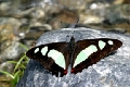 NYMPHALIDAE, Pyrrhogyra e. edocla